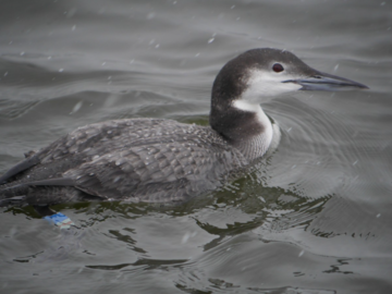 Common Loon - Banded - Cindy Dobrez