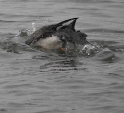 Loon - banded - Cindy Dobrez