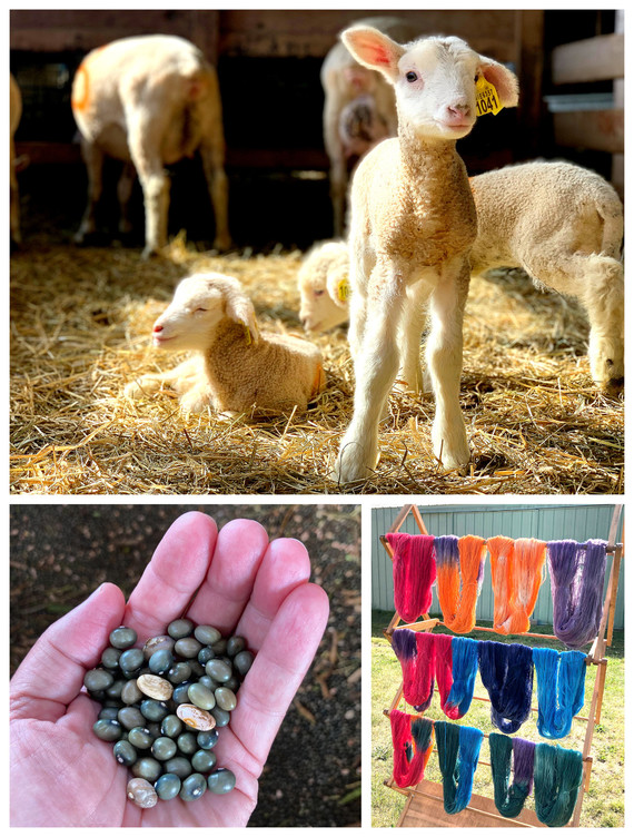 Collage of three photos showing lambs in a barn, yarn produced by Shady Side Farm, and details of beans grown by Shady Side Farm