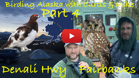 Birding Alaska Part 4