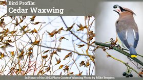 Bird Profile:  Cedar Waxwing