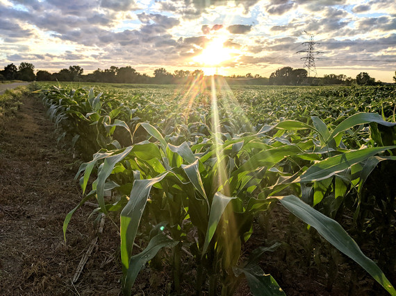 Sun sets over a West Michigan cornfield.