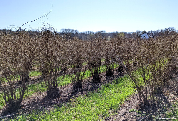 An Ottawa County blueberry field ready to bud in spring.