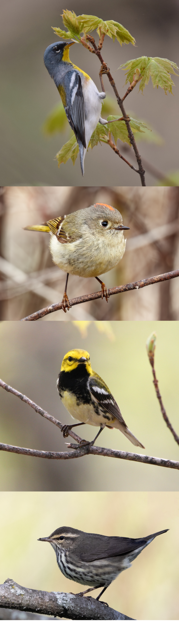 Bird Collage