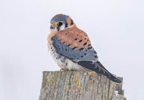 American Kestrel - Blair Celano