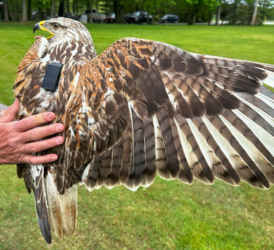 Ferruginous Hawk