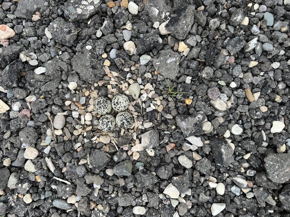 Killdeer Nest