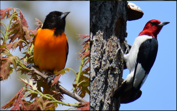 Lynn Rutan Bird Collage