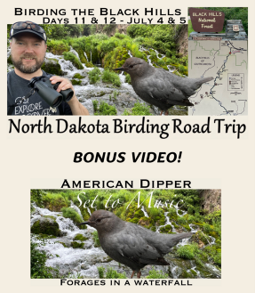 Birding Black Hills and BONUS 2