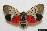 Spotted lanternfly adult stage. Photo courtesy of Pennsylvania Department of Agriculture, Bugwood.org. 