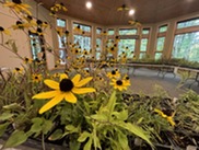 Fall Native Plant Sale Flower