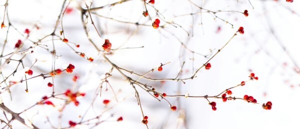 February 2025 Header Photo