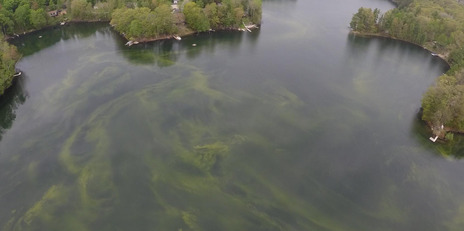 Photo of a body of water with a green algal bloom floating near the surface.