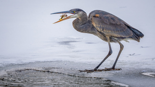 Great Blue Heron by June Kuiper