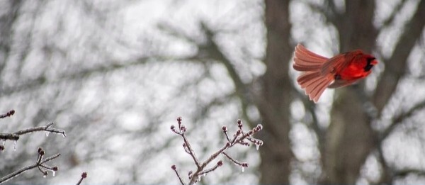 December 25 Header Photo