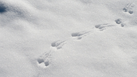 Winter tracks in snow