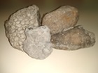 Devonian Fossils