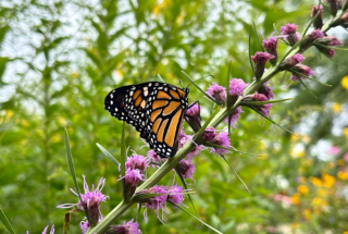 Monarch butterfly on flower
