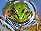 Photo of Frog