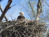 Bald eagle in nest