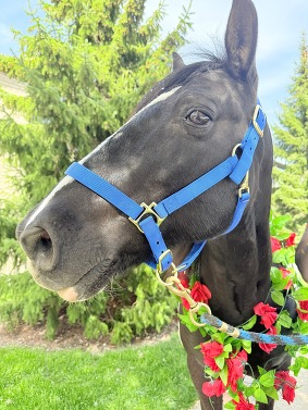 Therapy-Horse-Hamlet