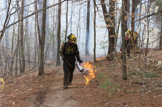Prescribed fire at park