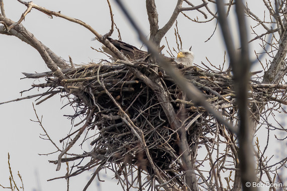 Bald eagles Bob Bonin