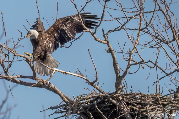 Bald eagle Joan Bonin