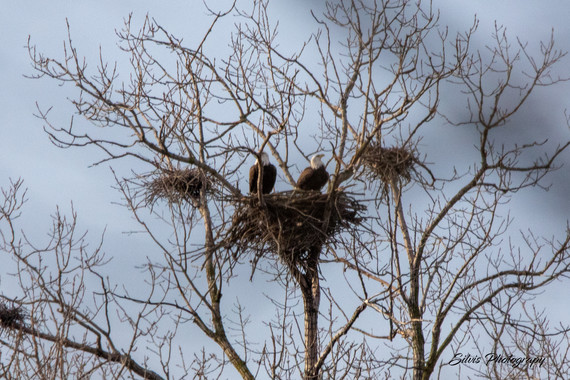 Bald eagle Silvis Photography