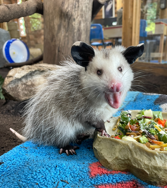 🗳️ Vote to name the Burgess-Shadbush Nature Center's new opossum! 🐾