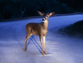 deer in road