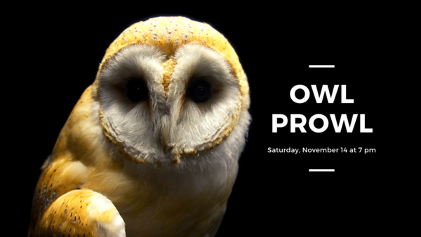 owl prowl