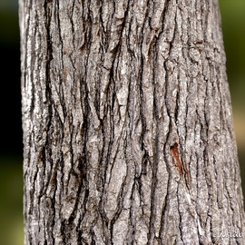 tree bark