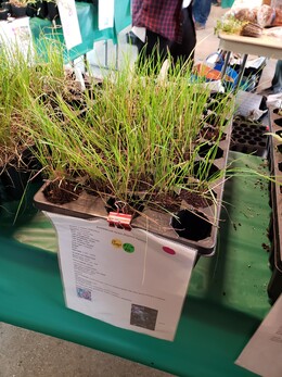 Native Planting