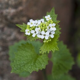 garlic mustard