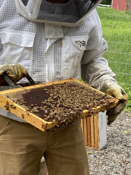 Beekeeping