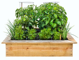 salsa garden