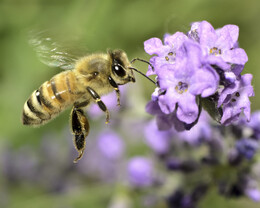 honey bee