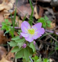 Picture of a Rue Anemone flower blooming in early spring in a forest