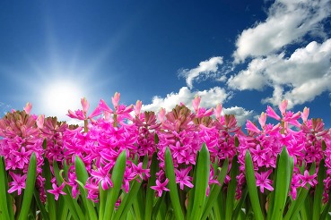 photo of pink flowers underneath a blue sky with the sun shining
