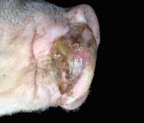 Senecavirus A lesion on snout