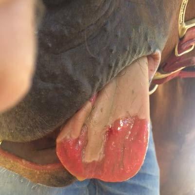 Horse tongue with erosion