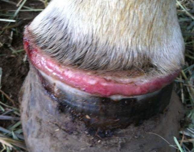 Horse hoof lesion/erosion