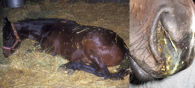 Clinical signs of EHM