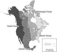 Migratory bird pathway map