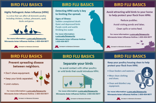 Bird Flu Basics Cards