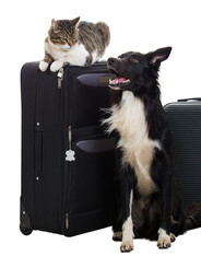 Dog and cat on luggage