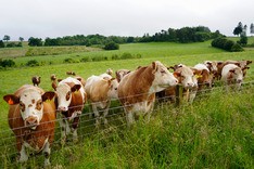 Cows in field