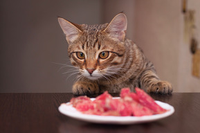 Cat looking at raw pet food