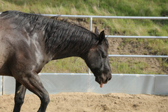 Sick horse